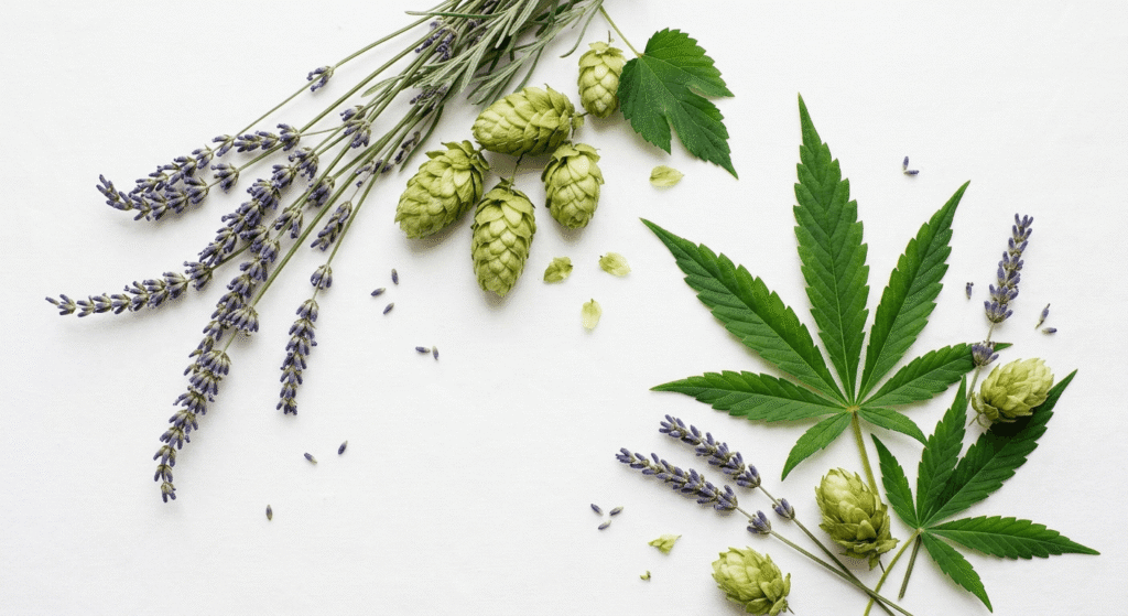 Lavender, hops, and cannabis leaves flat-lay representing myrcene and linalool terpenes found in indica strains