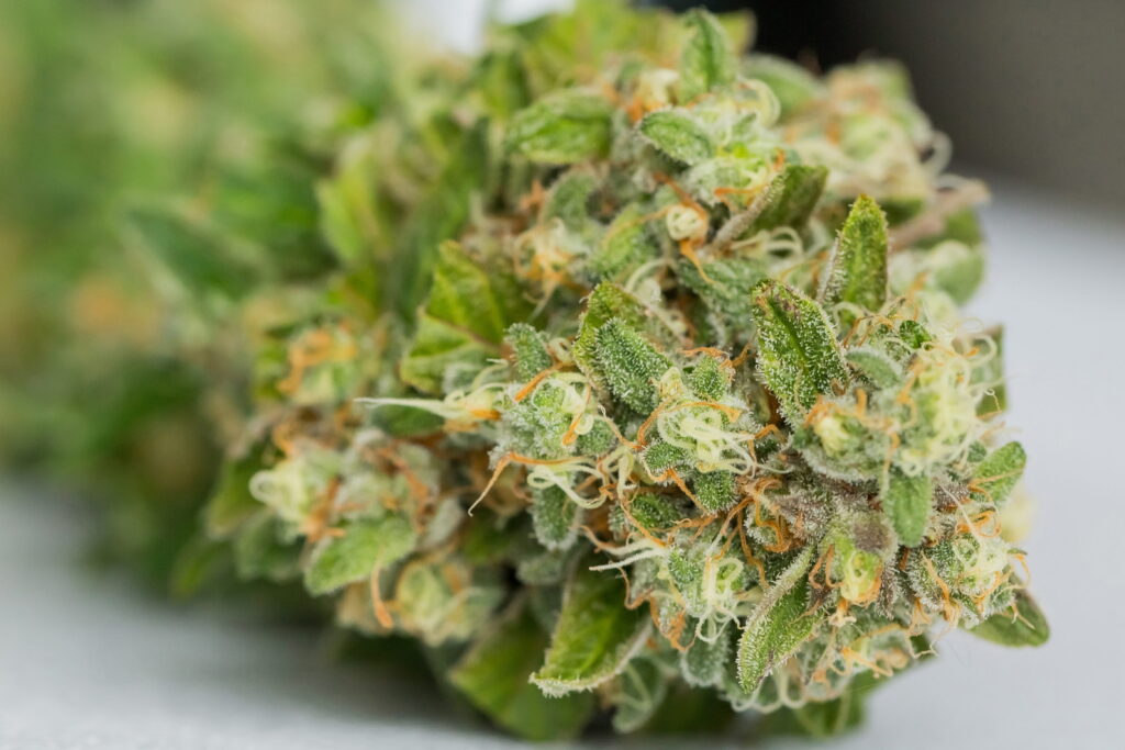 Close-up macro shot of a premium cannabis flower bud with dense white trichomes and vivid orange pistils representing a sativa or hybrid strain for the cannabis strain selection guide