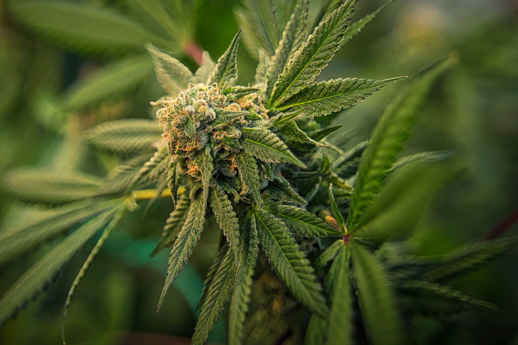 Close-up of a mature THCA hemp flower bud with dense trichomes and orange pistils growing on a live cannabis plant