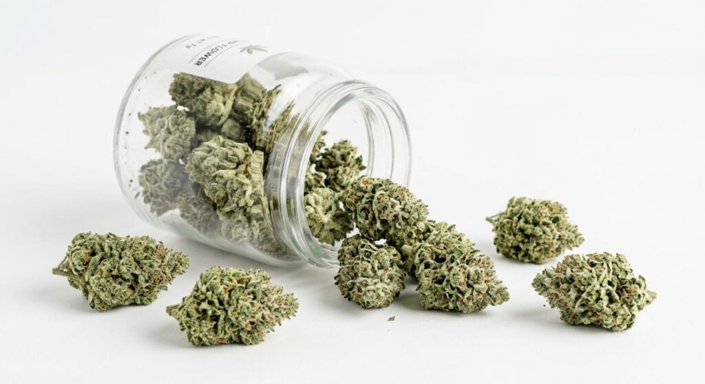 "Jar of THCa budget hemp flower buds on white background"