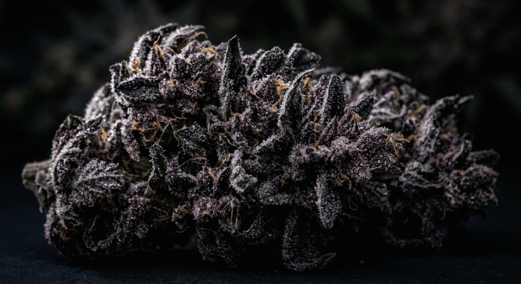 Exotic THCa strain flower with dense purple buds and heavy trichome frost