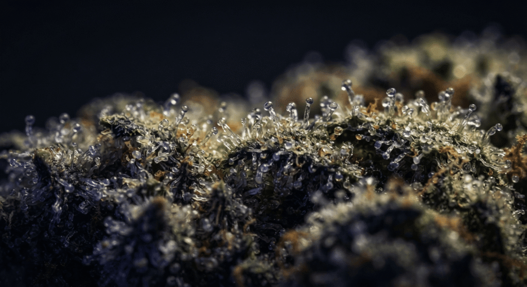 Macro view of glandular trichomes on hemp flower where THCa is produced
