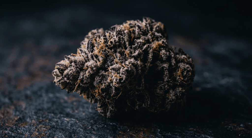 Macro shot of purple indica THCa bud with visible trichomes