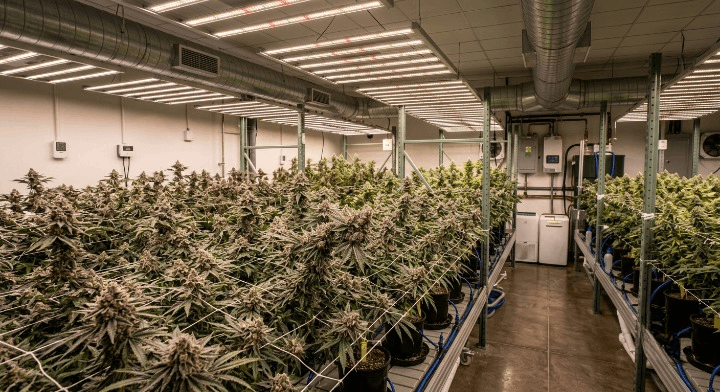 Indoor cannabis grow room with controlled lighting and temperature systems