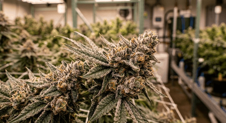 Dense indoor-grown THCa flower buds under controlled grow lighting