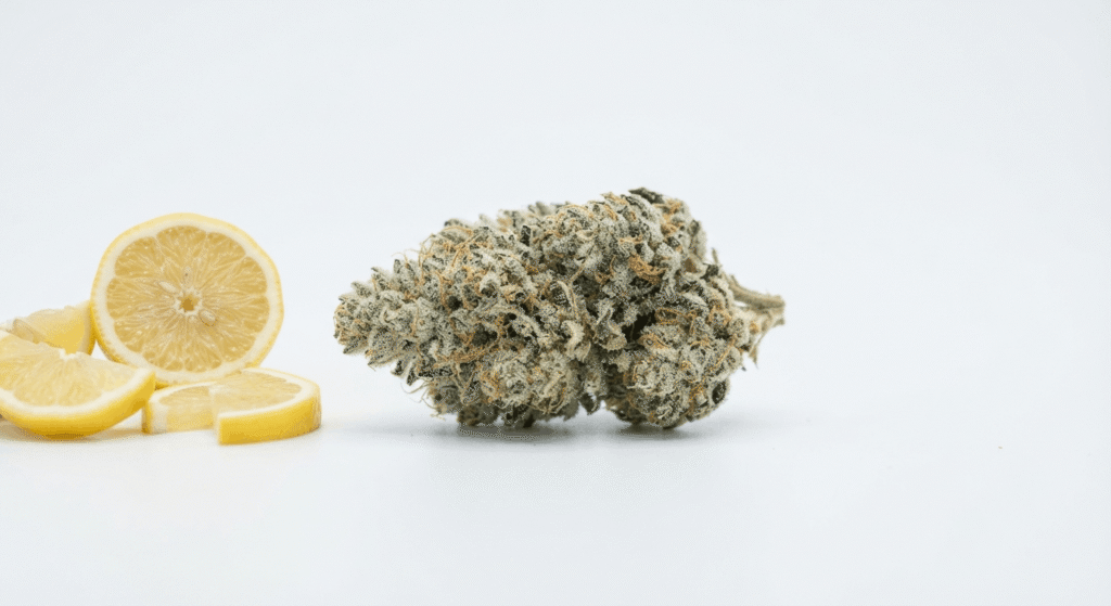 Trichome-covered sativa THCa hemp flower bud with citrus slices representing limonene aroma