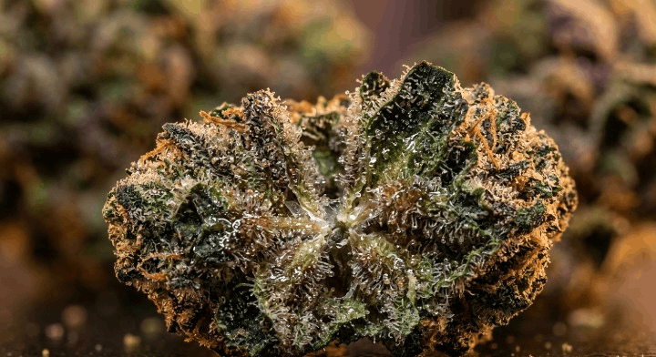 Terpene-rich THCa flower showing glossy resin and trichome density