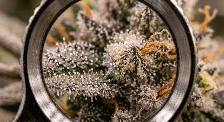 Close-up of cannabis trichomes shifting from clear to milky white at harvest
